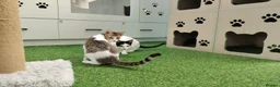 Mixed Breed cats for adoption: [Indoors Only] Yuki & Suki - Adorable Siblings - Advert 4