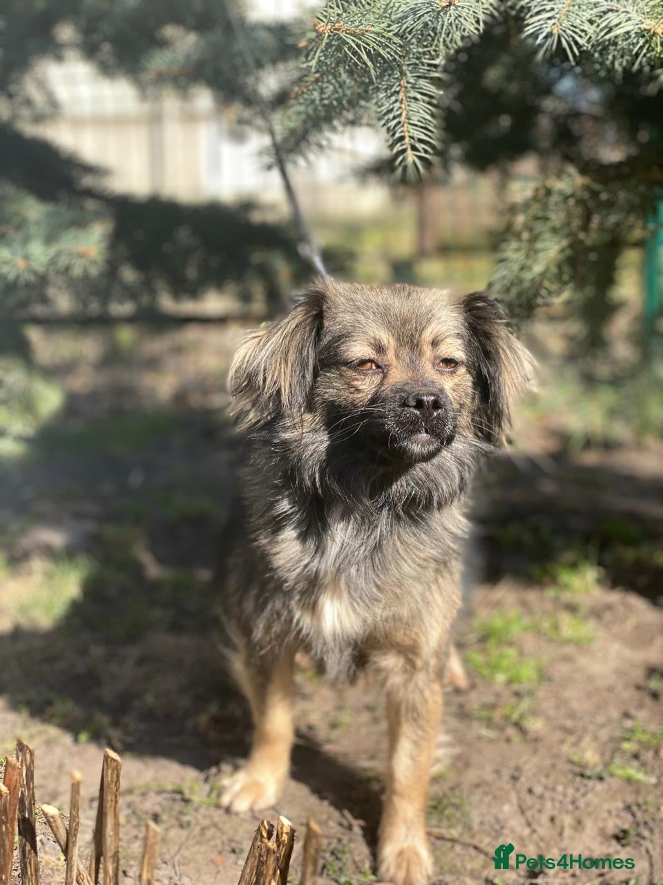 Mixed Breed dogs ❤️🐶 MILLIE – THE LITTLE HEAD THAT FINDS YOUR HAND - Advert 11