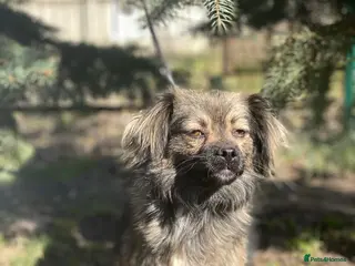 Mixed Breed dogs ❤️🐶 MILLIE – THE LITTLE HEAD THAT FINDS YOUR HAND - Advert 11