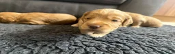 Cockapoo dogs for sale: Beautiful F1 Cockapoo Puppies  - Advert 14