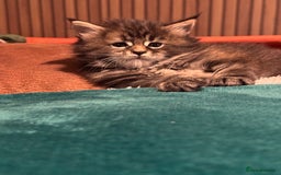Maine Coon cats for sale: Maine Coon Kittens  - Image 5