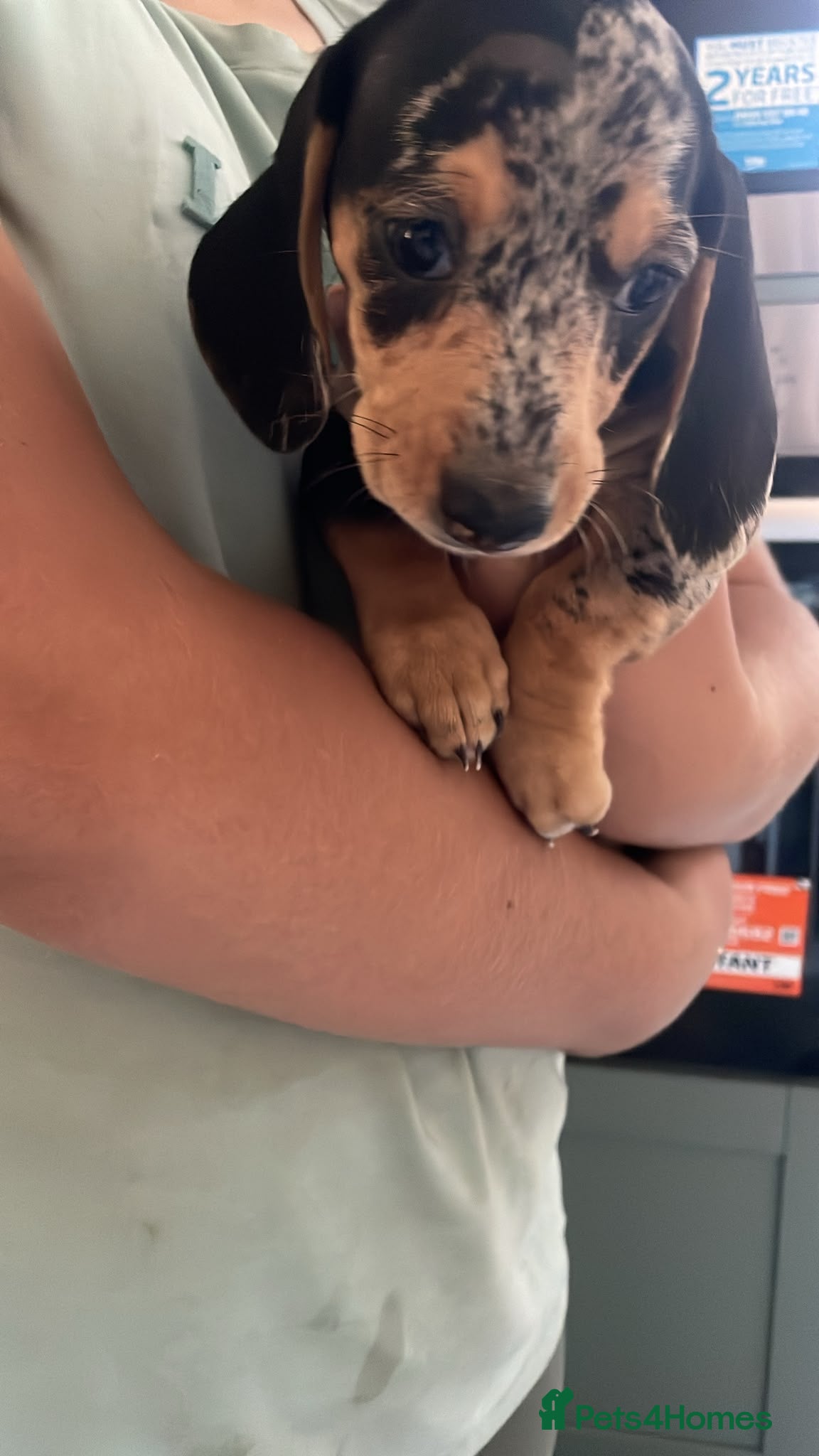 Dachshund dogs Beautiful sliver merle & Black and Tan dachshunds - Advert 4