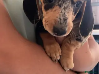 Dachshund dogs Beautiful sliver merle & Black and Tan dachshunds - Advert 4