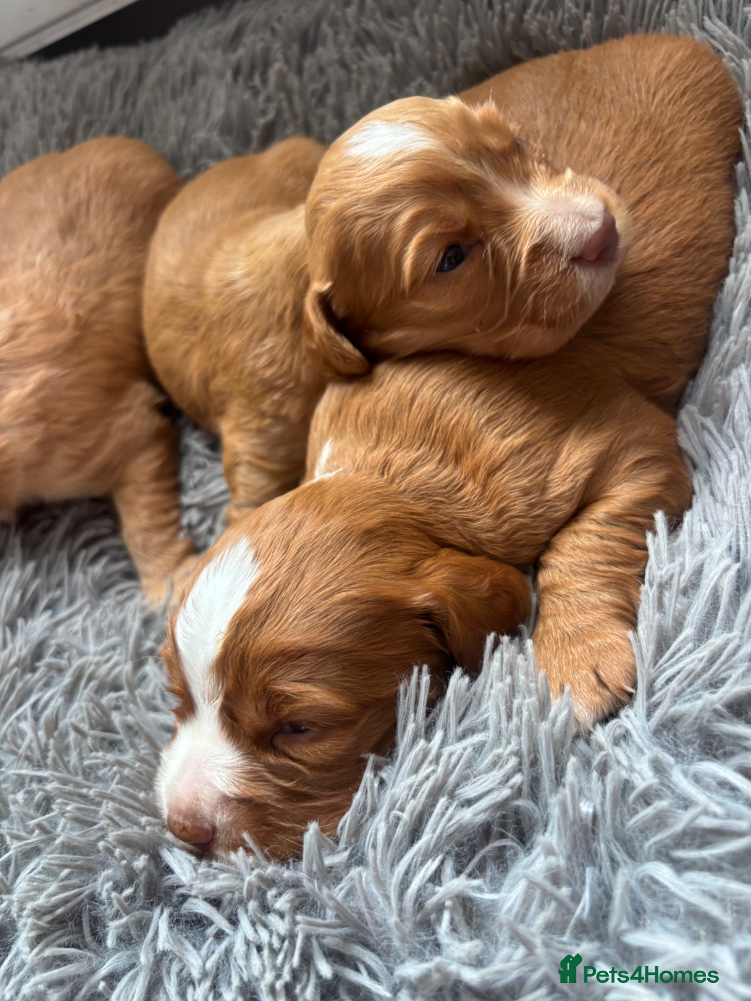 Cocker Spaniel dogs Beautiful cocker spaniel puppy’s - Advert 2