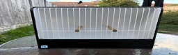 Budgerigars birds for sale: Budgie Show Cages  in Worksop - Advert 1