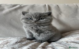 British Shorthair cats for sale:  British Blue kittens - Image 7