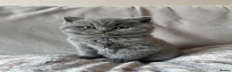British Shorthair cats for sale:  British Blue kittens - Advert 7