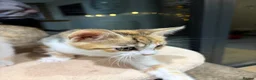 Mixed Breed cats for sale: Kittens part Bengal - Advert 20