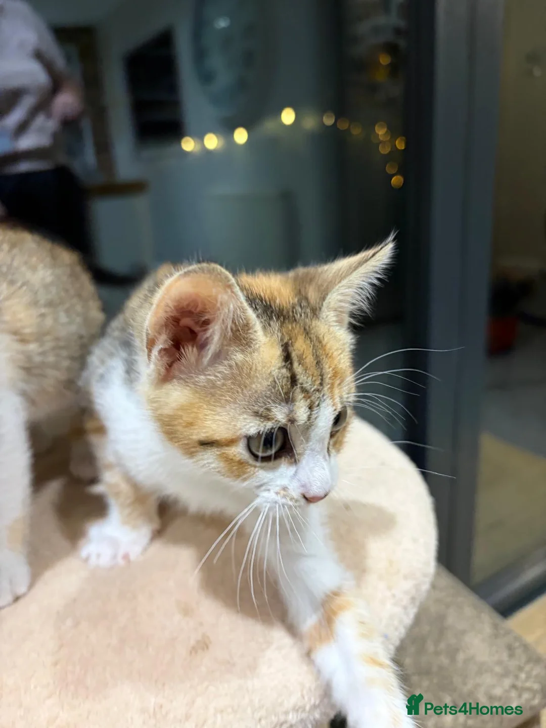Mixed Breed cats for sale: Kittens part Bengal - Advert 20