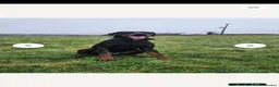 Dobermann dogs for sale: Beautiful family dobermans  - Advert 13