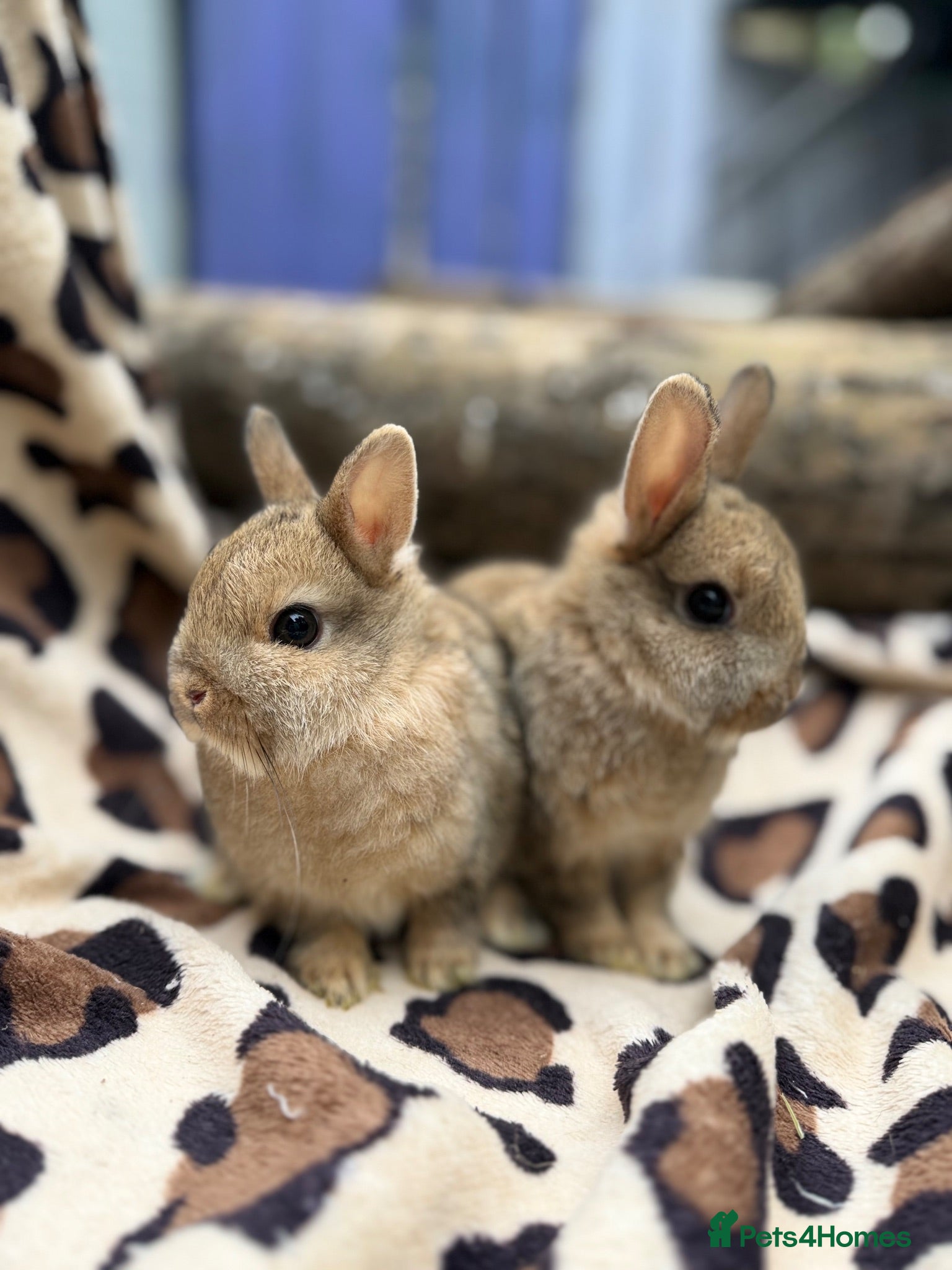 Mini Lion Lop rabbits Ready to leave now Mini lionlop&netherland dwarfs  - Advert 14