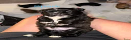 Shih Tzu dogs for sale: Beautiful  Shih Tzu puppies - 3 boys & 3 girls   - Advert 5
