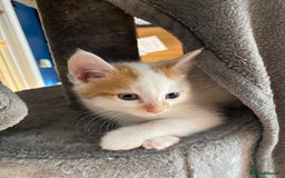 British Shorthair cats for sale: 3 beautiful British Shorthair Kittens  - Image 4