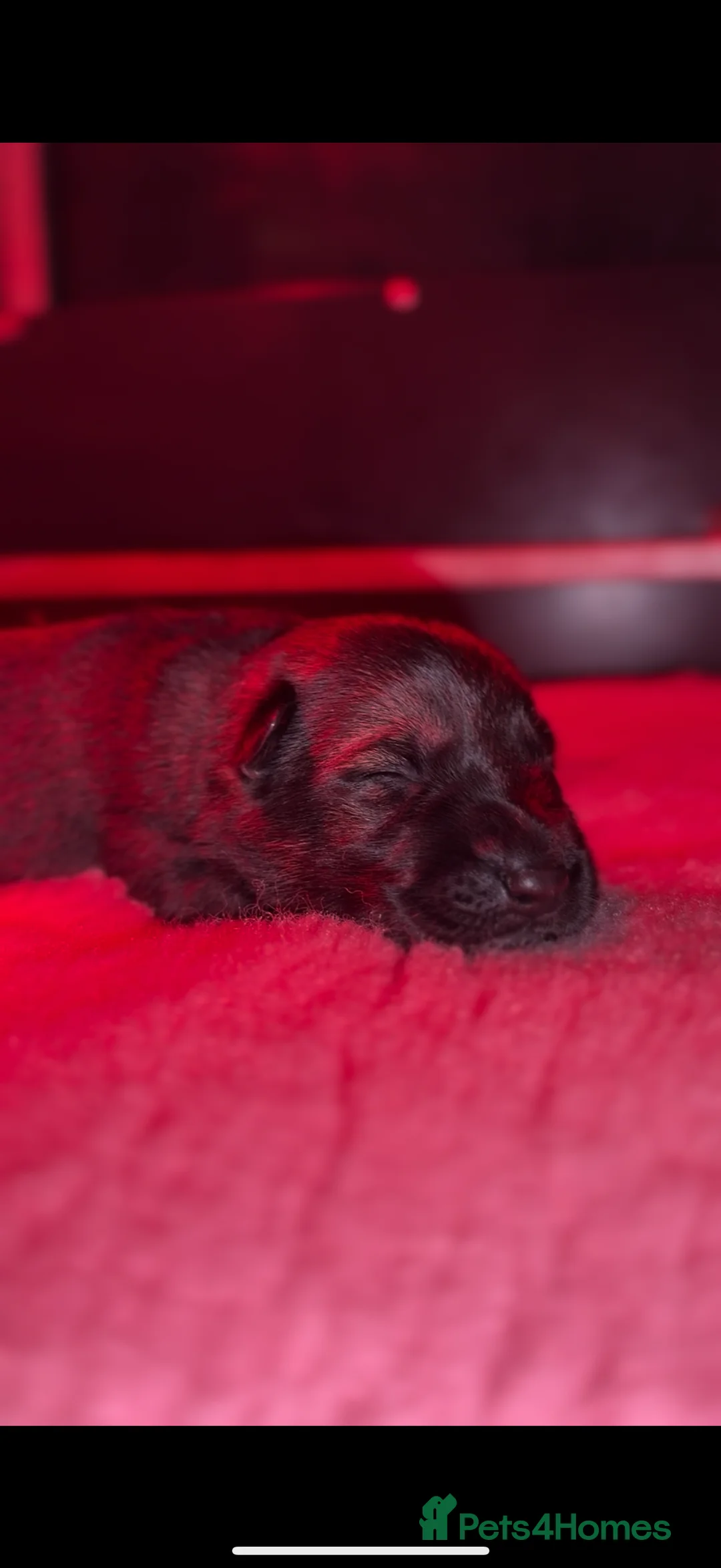 German Shepherd dogs for sale: Beautiful Working Line German Shepherd Puppies - Advert 4