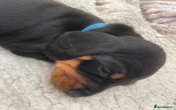 Miniature Dachshund dogs for sale: Miniature Dachshund Puppies   in Pontefract - Image 7
