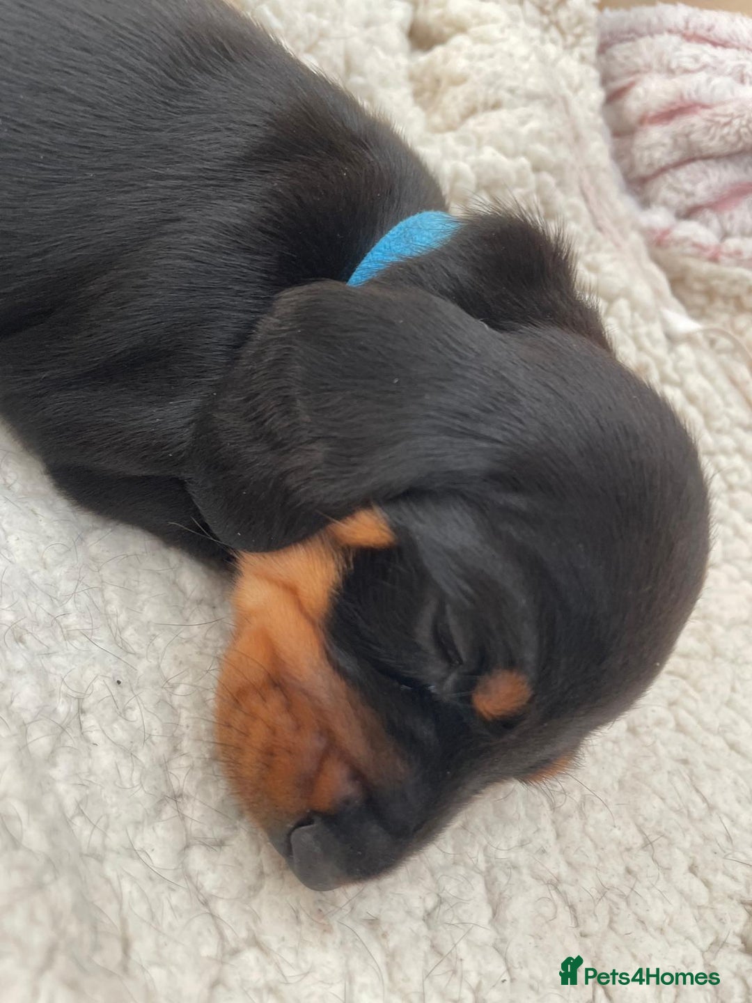 Miniature Dachshund dogs for sale: Miniature Dachshund Puppies   in Pontefract - Image 7