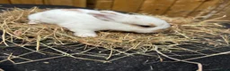 Lionhead rabbits for sale: Lion heads  - Advert 18