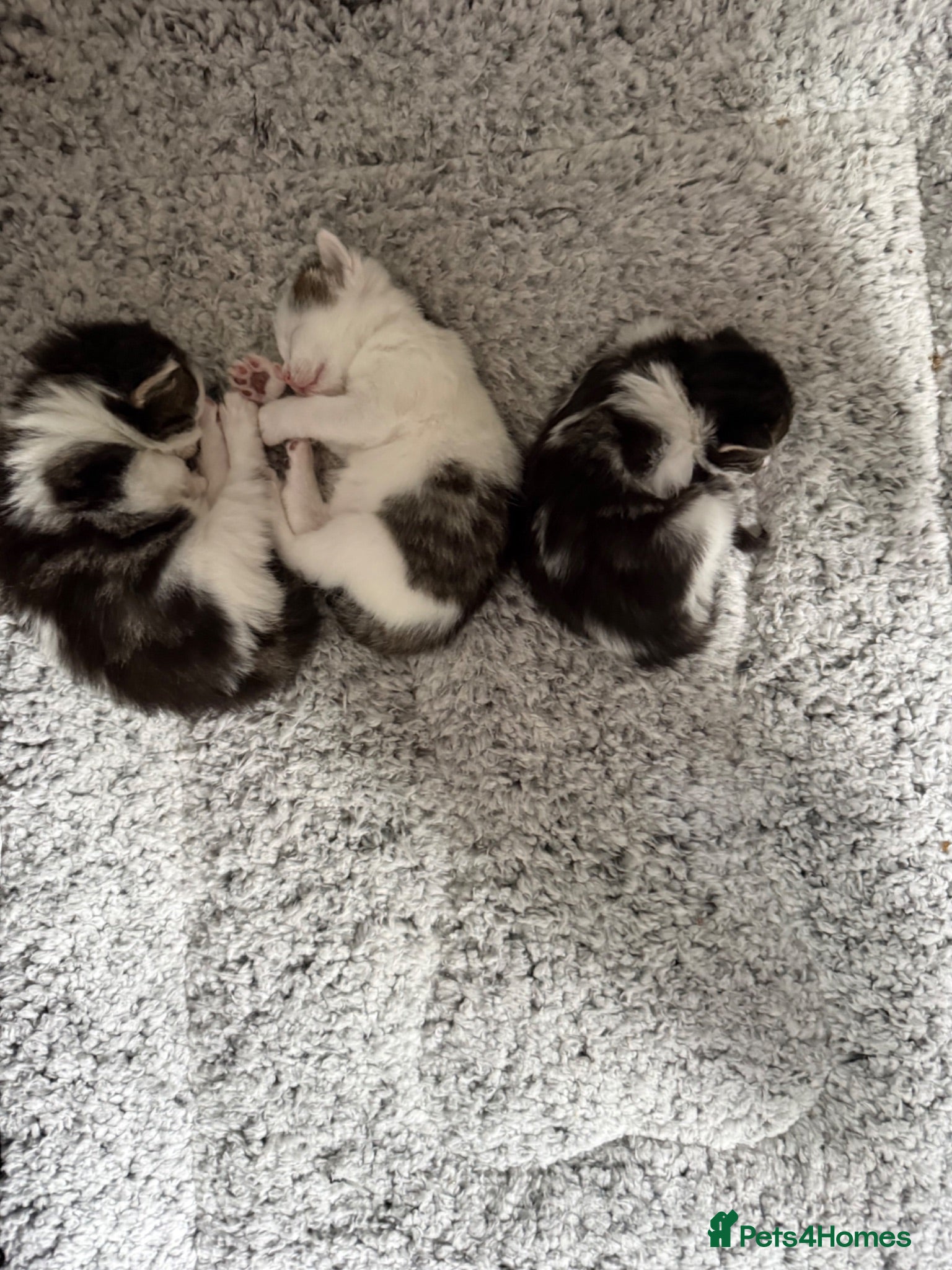 Mixed Breed cats Kittens ready for their forever home  - Advert 3