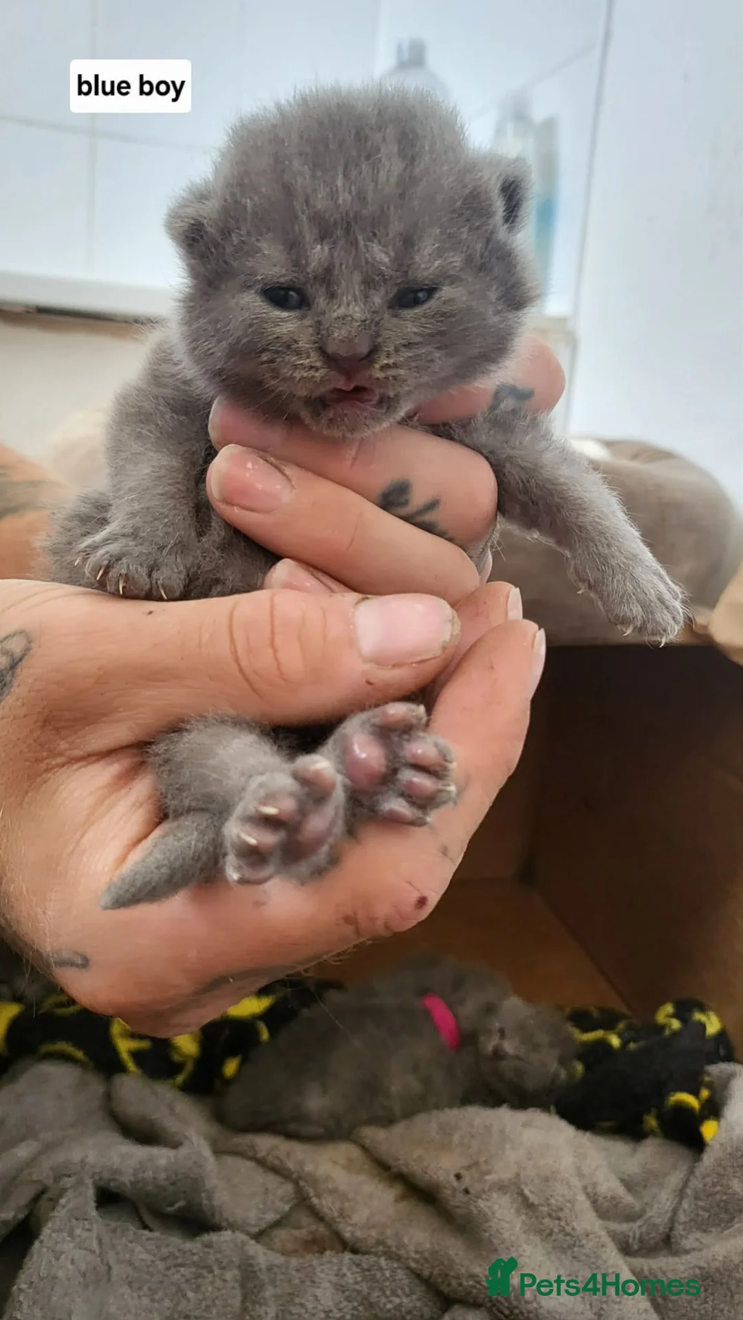 British Shorthair cats for sale: Stunning British shorthair kittens in Saxmundham - Advert 2