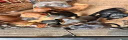 Patterjack dogs for sale: Patterjack pups with amazing & rare colours!  in Etchingham - Advert 16