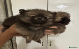 Pomeranian dogs for sale: Small Pomeranian puppies  - Advert 13