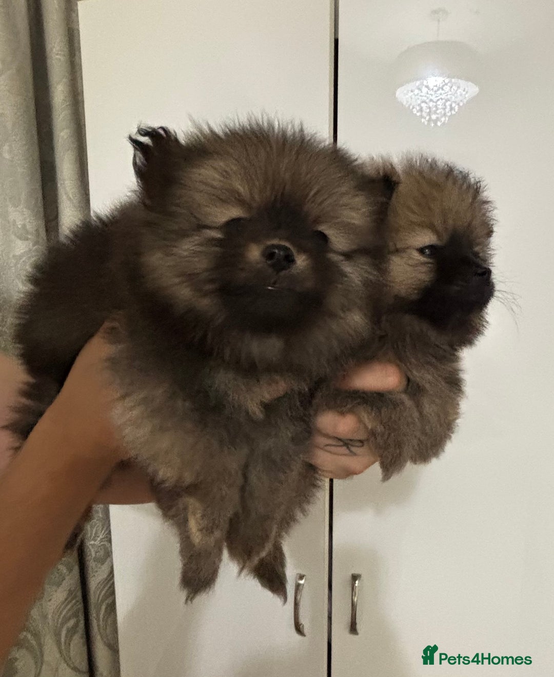 Pomeranian dogs for sale: Small Pomeranian puppies  - Advert 13