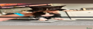 Kitten 2 Boy