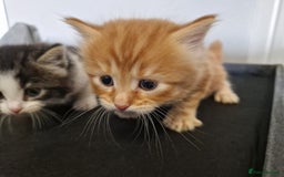 British Longhair cats for sale: Beautiful Fluffy kittens 3 Male 1 Female  - Image 7