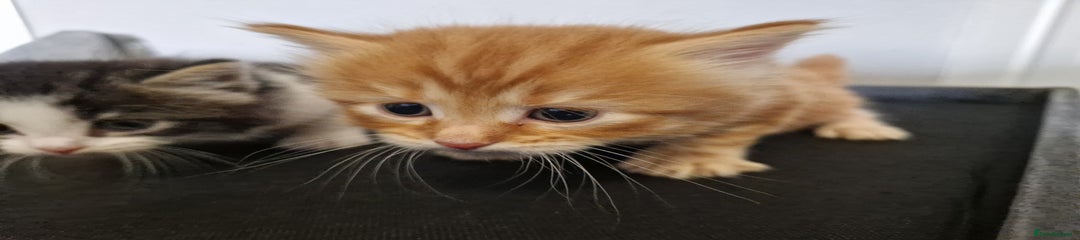 Ginger fluffy male