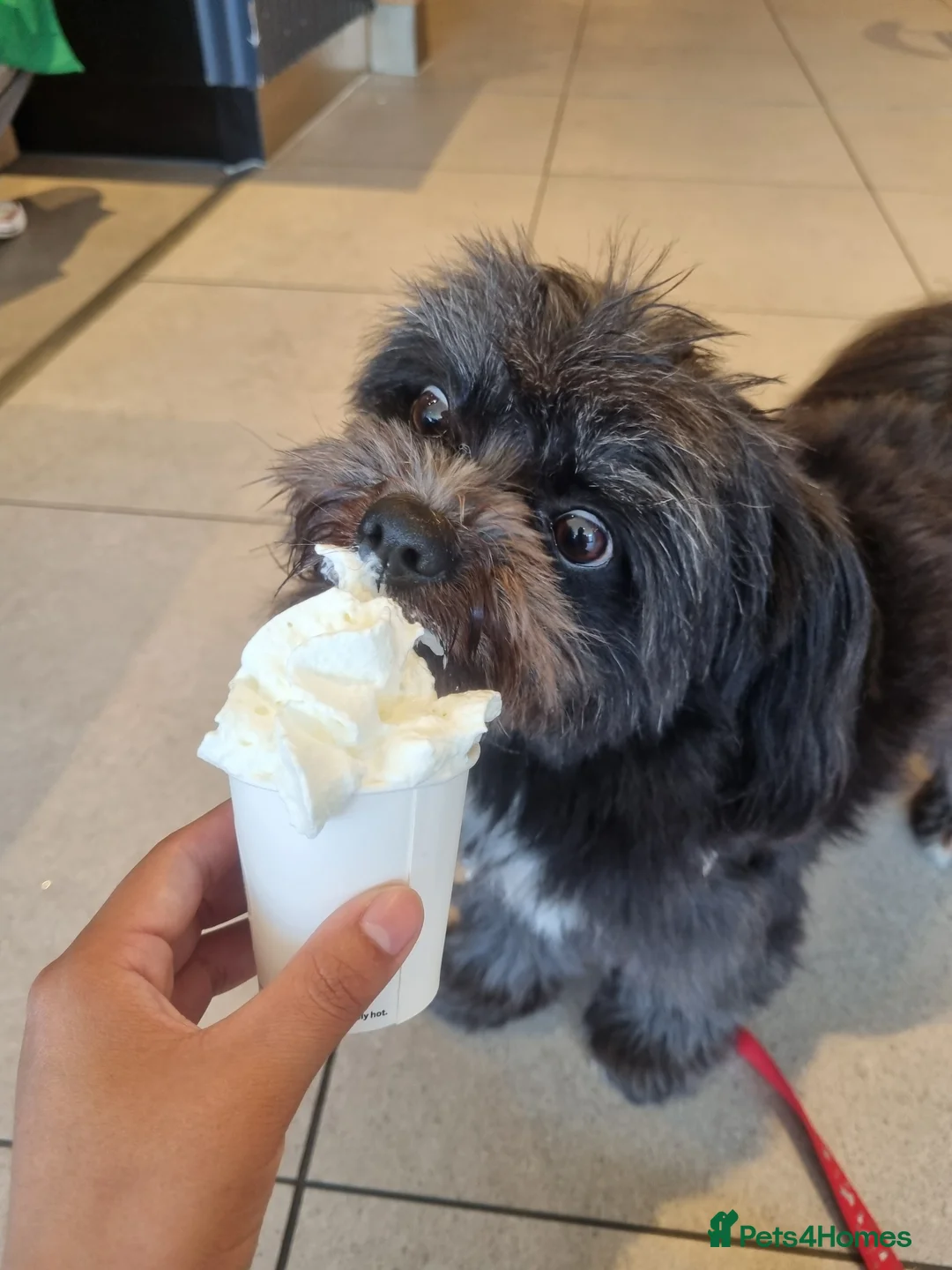 Mixed Breed dogs for stud: Pomeranian mix Shih Tzu breed Available for Stud - Advert 2