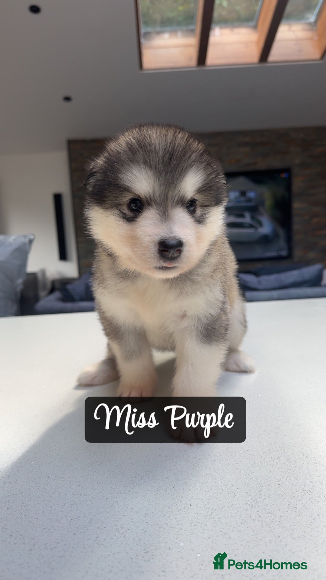 Alaskan Malamute dogs Behaviourist Raised Malamute Champion Line Pups  - Advert 1
