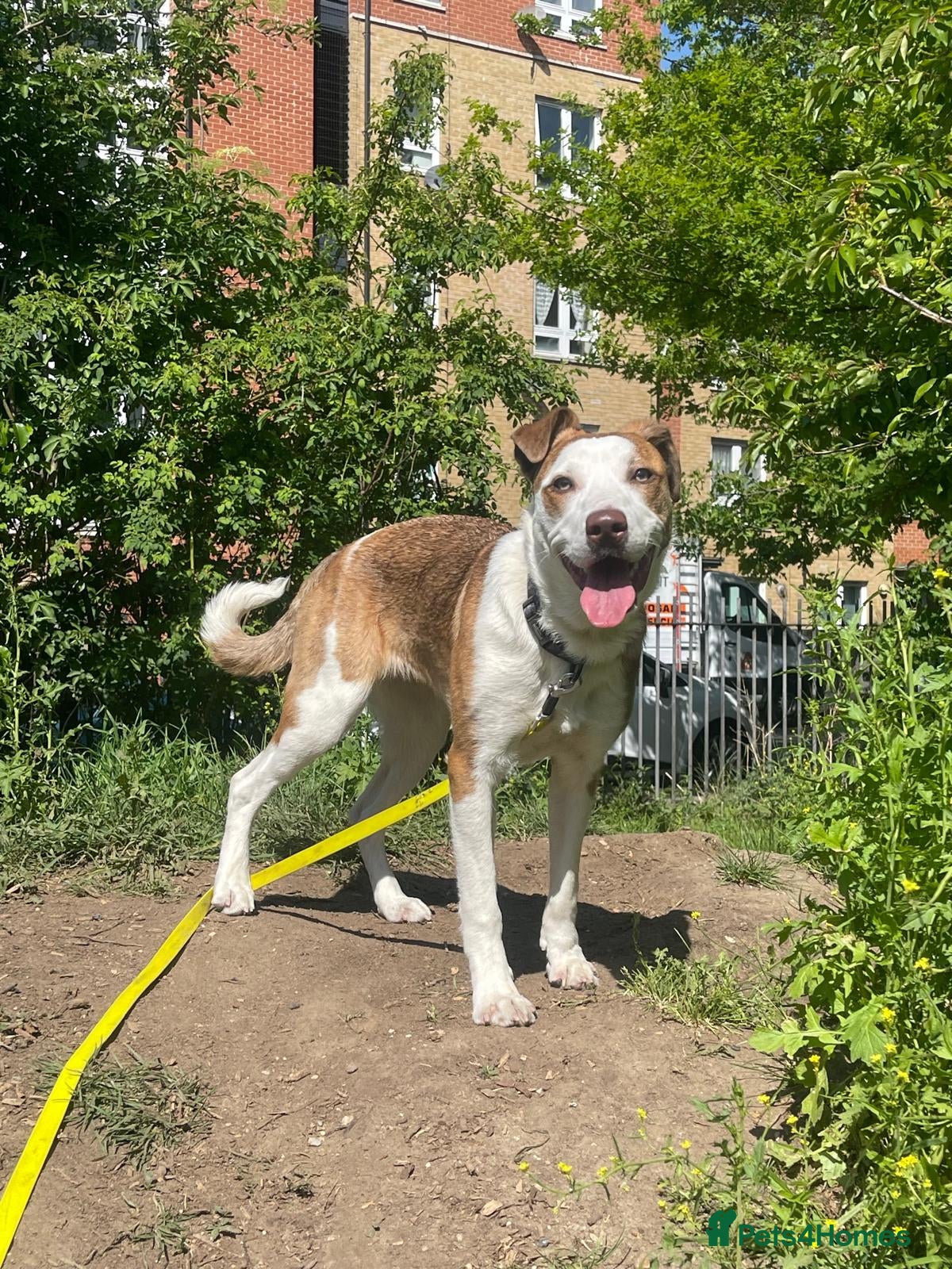 Mixed Breed dogs for sale: Chevy - Border Collie x Staff x Kelpie - Advert 3