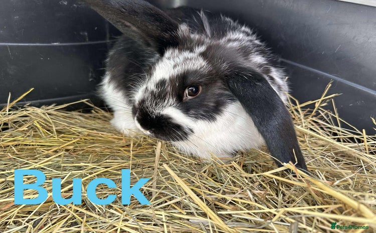 French Lop rabbits in Doncaster - Advert 1