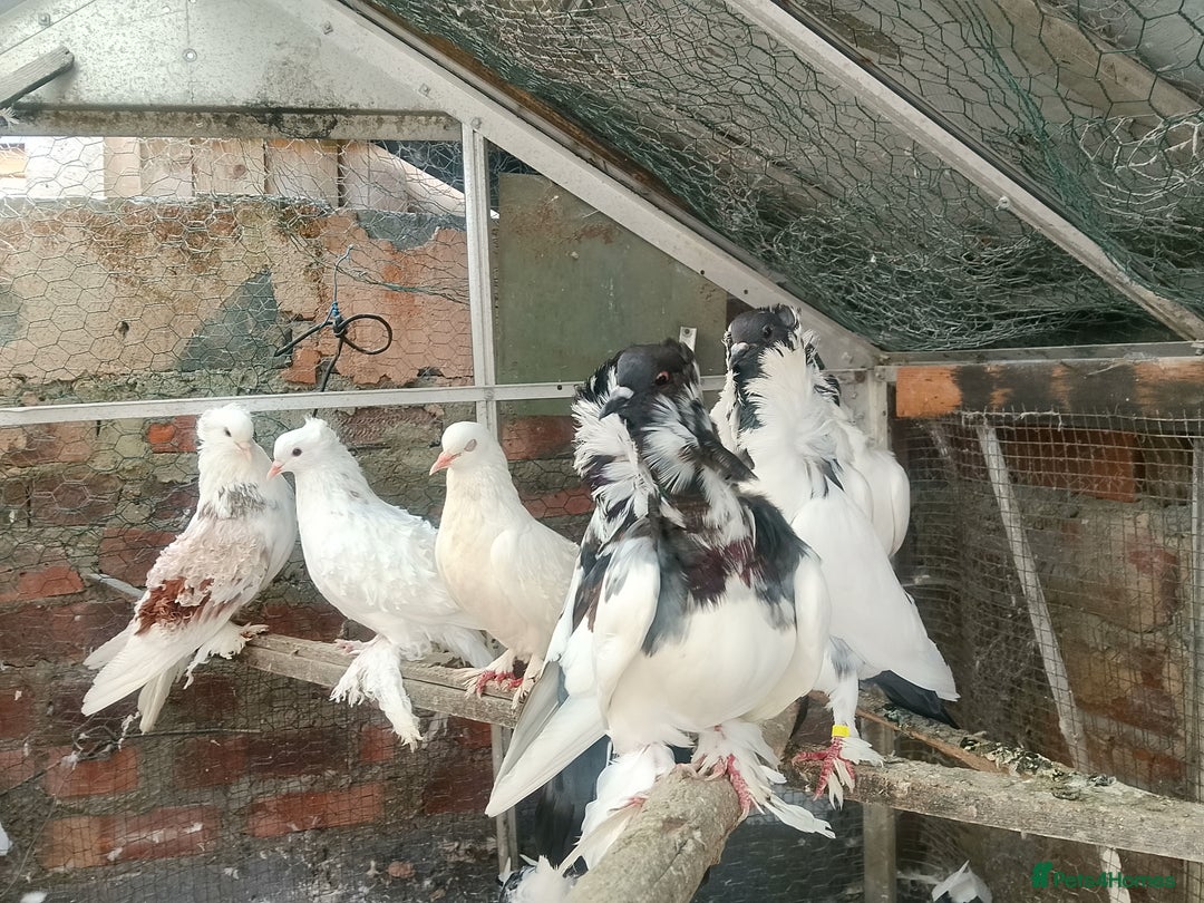 Pigeons birds for sale: Pigeon for sale - Image 12