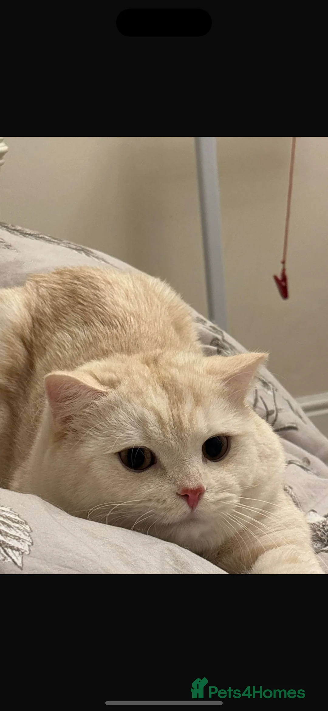 British Shorthair cats for sale: BRITISH SHORTHAIR MALE - Advert 3