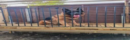 German Shepherd dogs for sale: German Shepherd Puppies - Advert 7