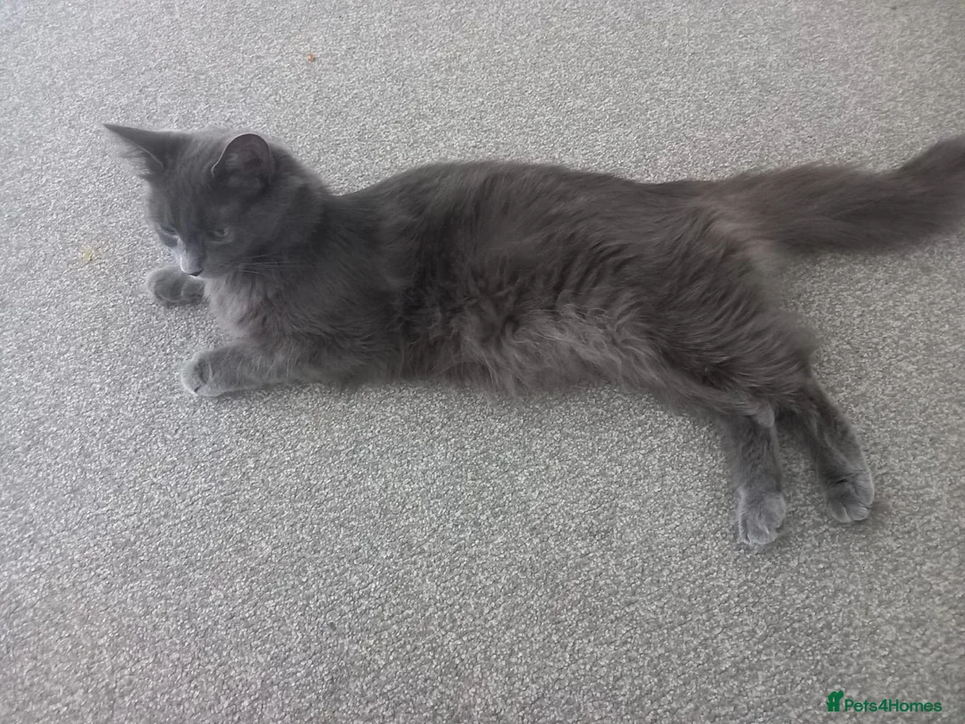 Mixed Breed cats for sale: Two lovely kittens looking for their forever home  in Enfield - Advert 2