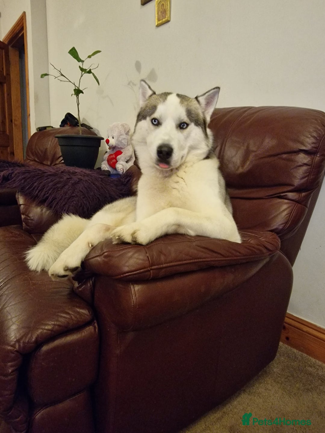 Siberian Husky dogs for stud: Siberian Husky (Bim) for stud. - Image 6