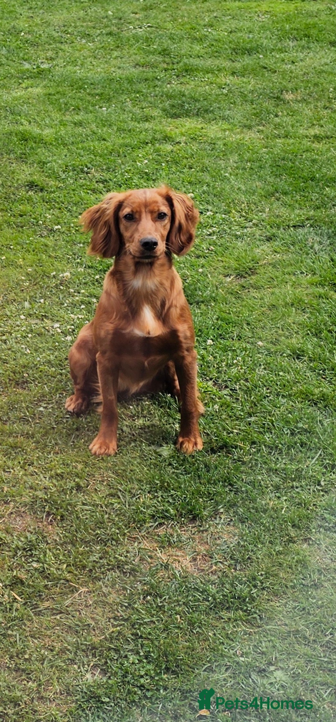 Cocker Spaniel dogs for sale: Cocker spaniel pups - Advert 5