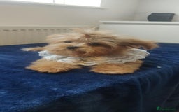 Maltipoo dogs for sale: Maltipoo puppys looking for loving home - Image 17