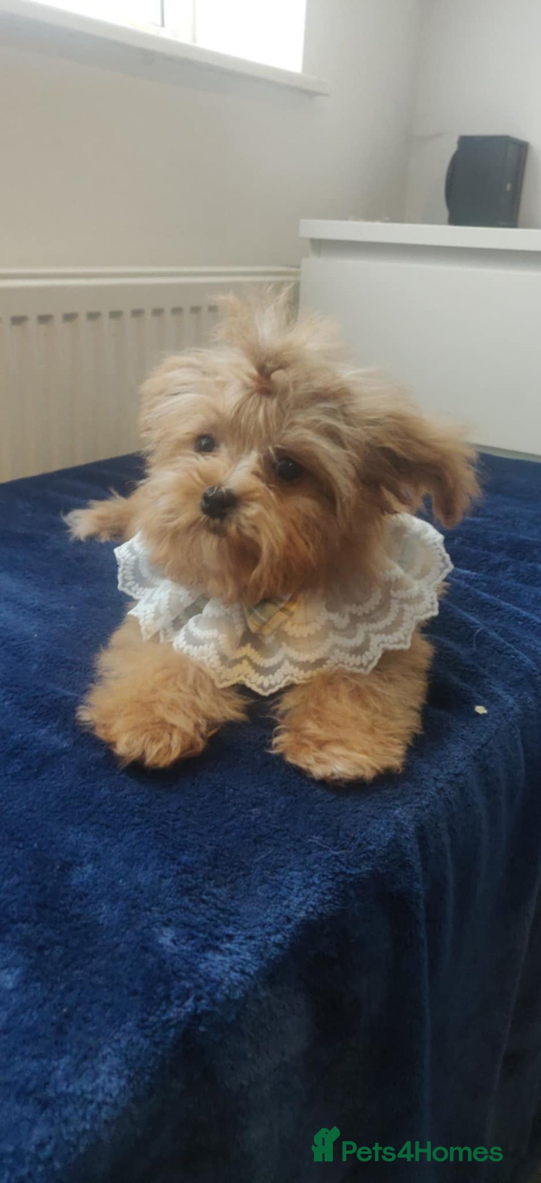 Maltipoo dogs for sale: Maltipoo puppys looking for loving home - Image 17