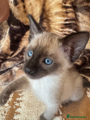 Shop tortie point siamese kittens for sale Cheap Sale