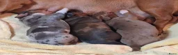 Miniature Dachshund dogs for sale: 3 beautifully marked dapple boys - Advert 6