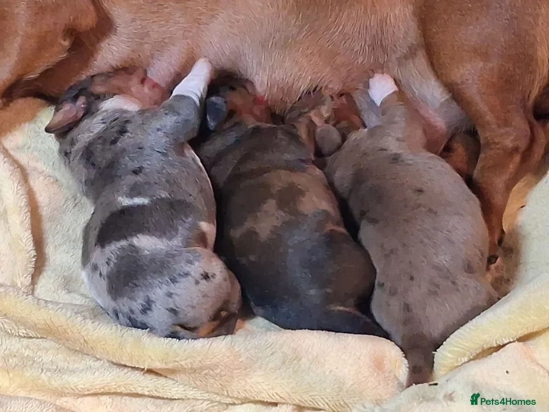 Miniature Dachshund dogs for sale: 3 beautifully marked dapple boys - Advert 6