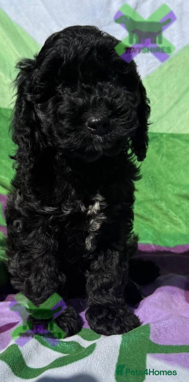 Cockapoo dogs F1 MINI COCKAPOO boy 30 dna tested - Advert 2