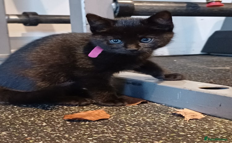 Mixed Breed cats 🐾LAST 2 Adorable Kittens READY TO REHOME - Advert 11