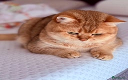 Scottish Fold cats for sale: 🤩💖LAST BOY kittens with rare colouring🥰 - Advert 9