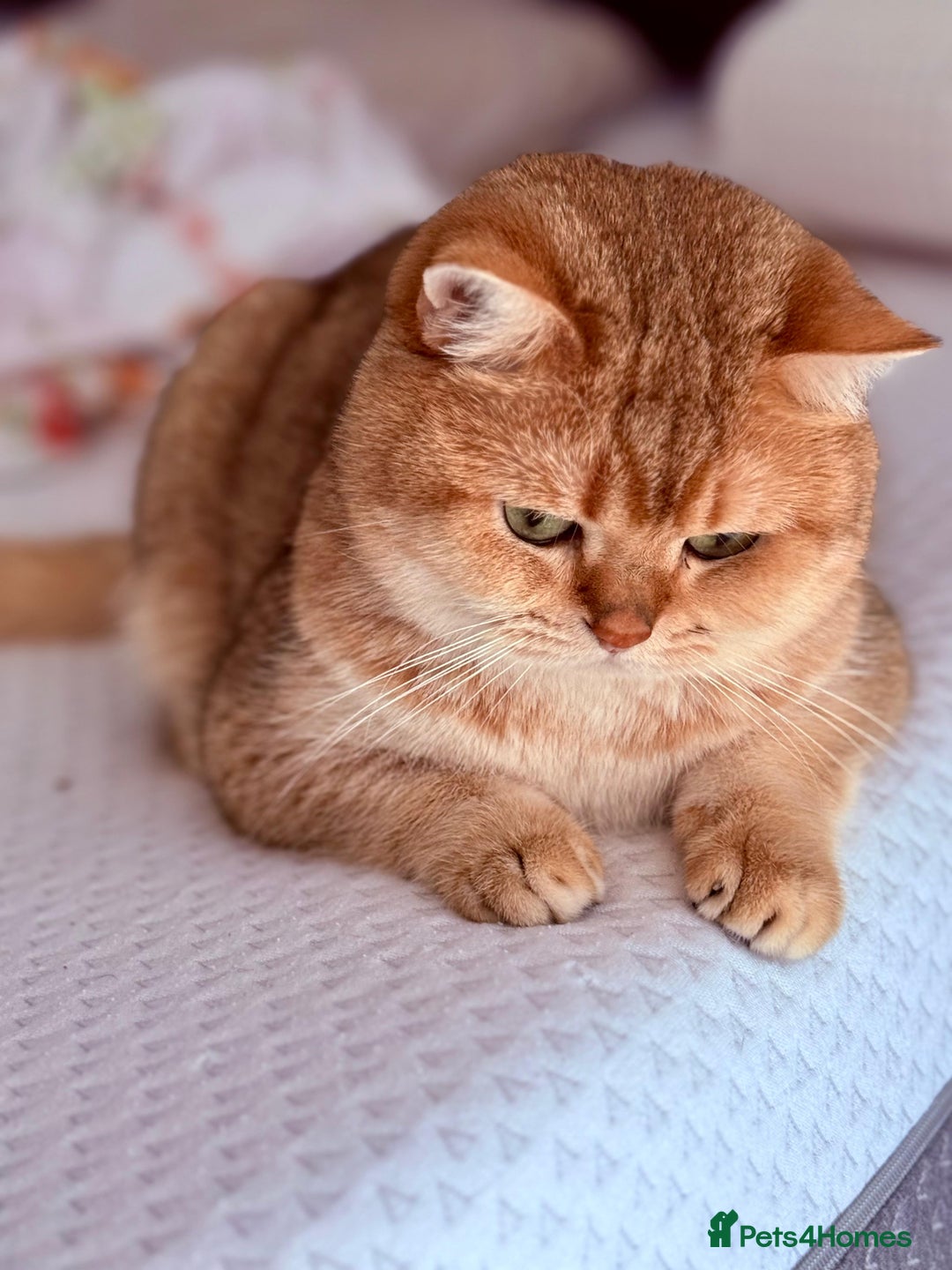 Scottish Fold cats for sale: 🤩💖LAST BOY kittens with rare colouring🥰 - Advert 9