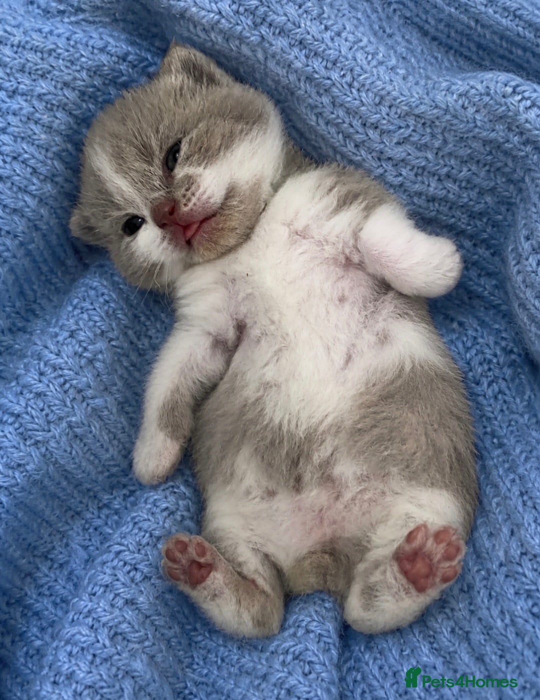 British Shorthair cats Outstanding quality British shorthair kittens  - Advert 2