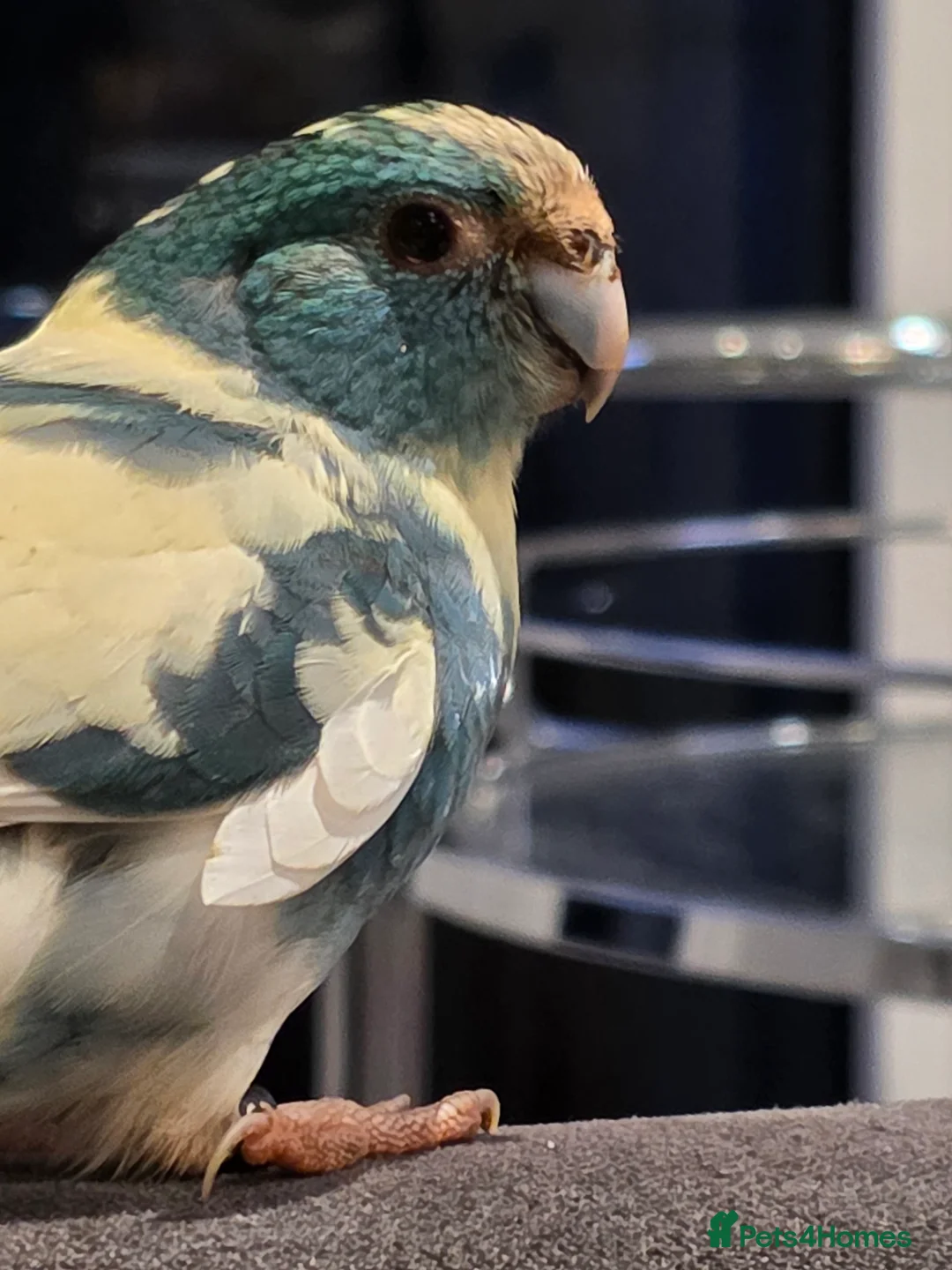 Parakeets birds for sale: Proven Breeding Pair Kakarikis with Cage - Advert 6